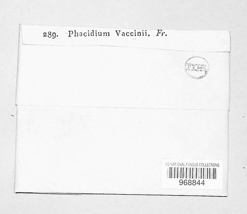 Phacidium image